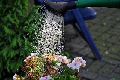 Watering Your Garden: the Basics