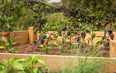 How to Get Your Raised Bed Gardens Ready for Spring