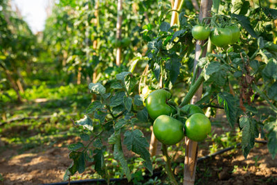 Growing Fruitful Tomatoes on a Trellis