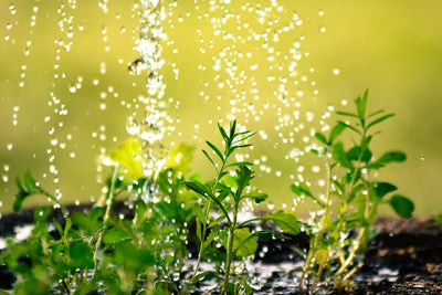 Products for the Garden that Saves Water