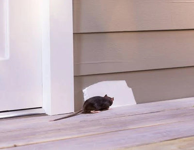 FLEX SEAL Family of Products FLEX PASTE Rubber Paste Rubber Paste 1 pk