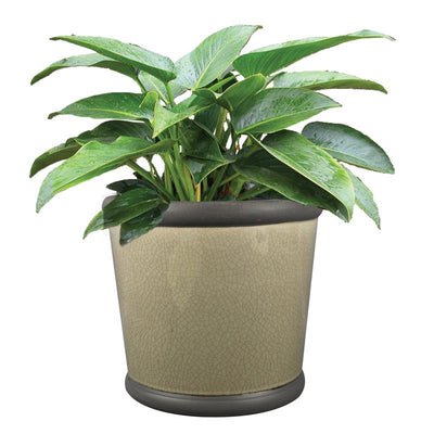 Trendspot Belleville 9 in. D Ceramic Planter Gray