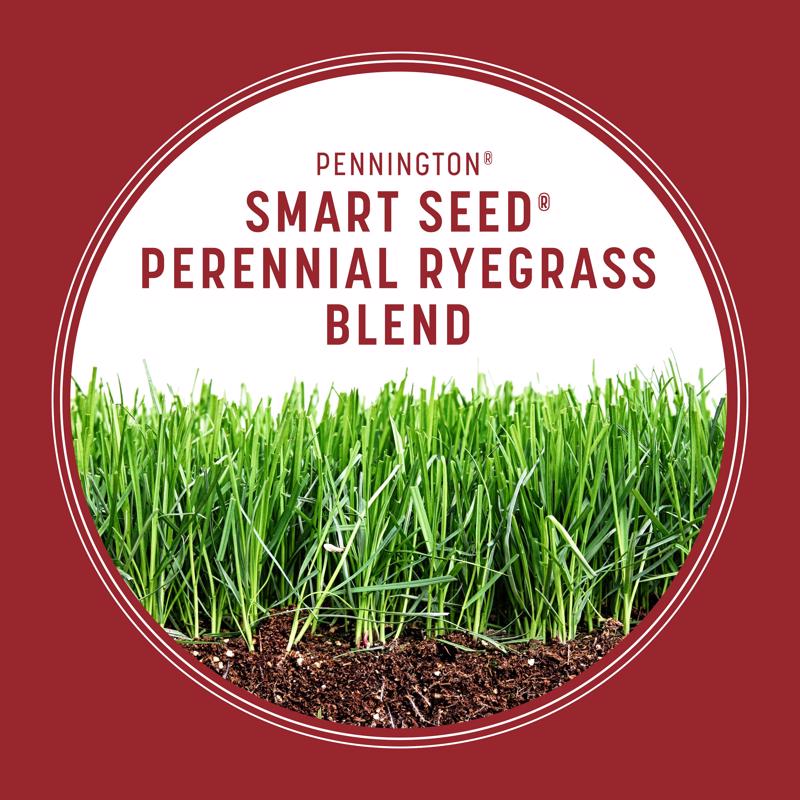 Pennington Smart Seed Perennial Ryegrass Sun or Shade Grass Seed and Fertilizer 3 lb