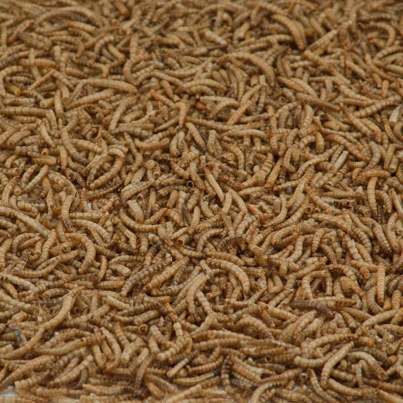 Kaytee Mealworms Wild Bird/Poultry Dried Mealworm Mealworms 32 oz
