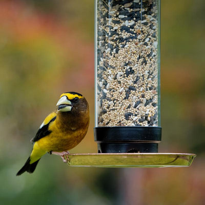 Songbird Selections Perfect Balance Wild Bird Sunflower Seeds and Peanuts Wild Bird Food 5 lb