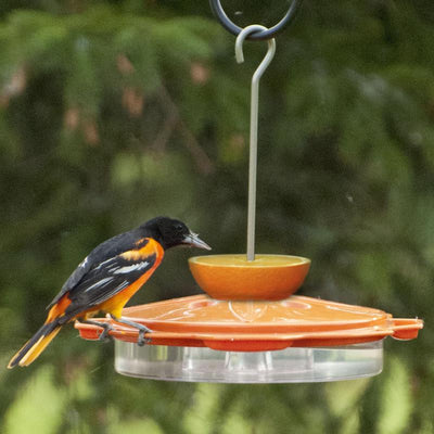 Audubon Oriole Plastic Jelly and Nectar Station Bird Feeder 8 ports